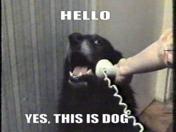 Hello. Yes, this is dog.