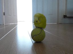 The cutest little loop that ever looped.